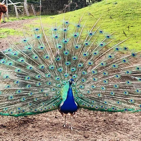 Tatil Evi 5 Star In Vig-by Traum *